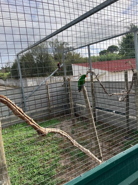 1 Casal de Ecletus + 1 Amazona Aestiva