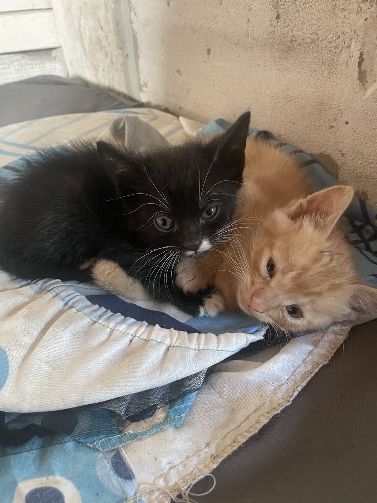 Котики маленькі звичайні