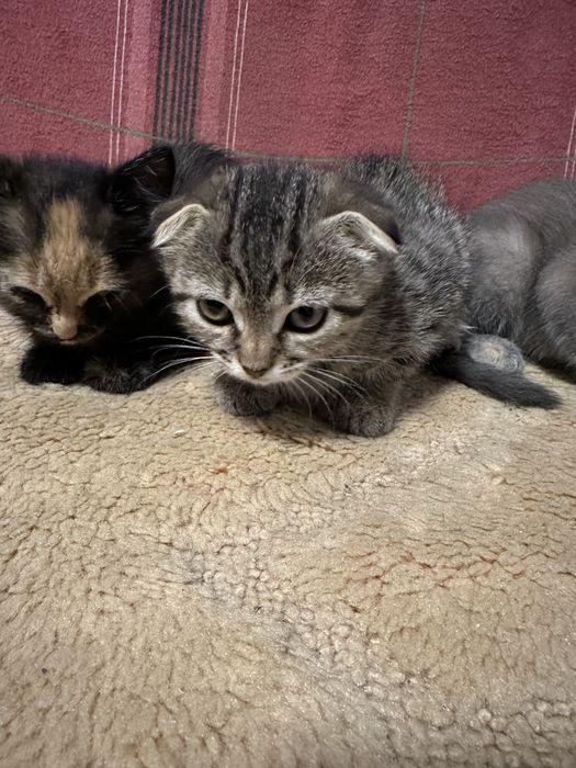 Котики від британця