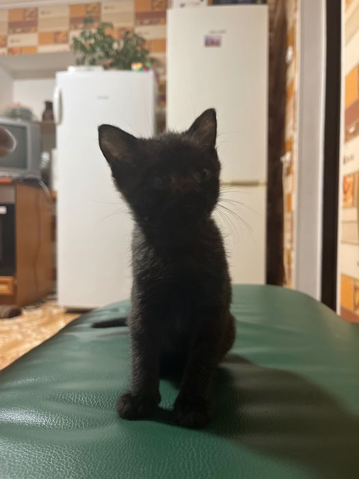 Віддаю в добрі руки котика, хлопчик 2місяці