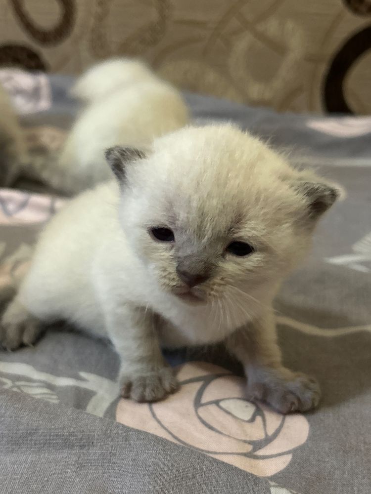 Котята окраса шотландский блю поинт