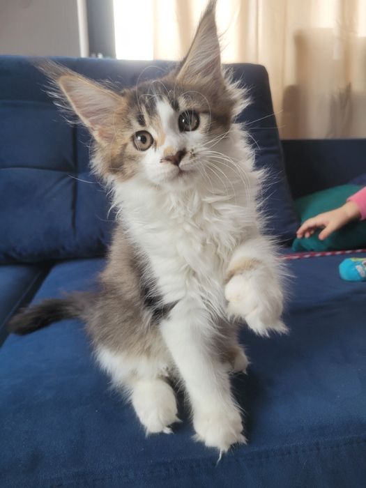 Kotka Euforia  Bagheera Pl Maine Coon