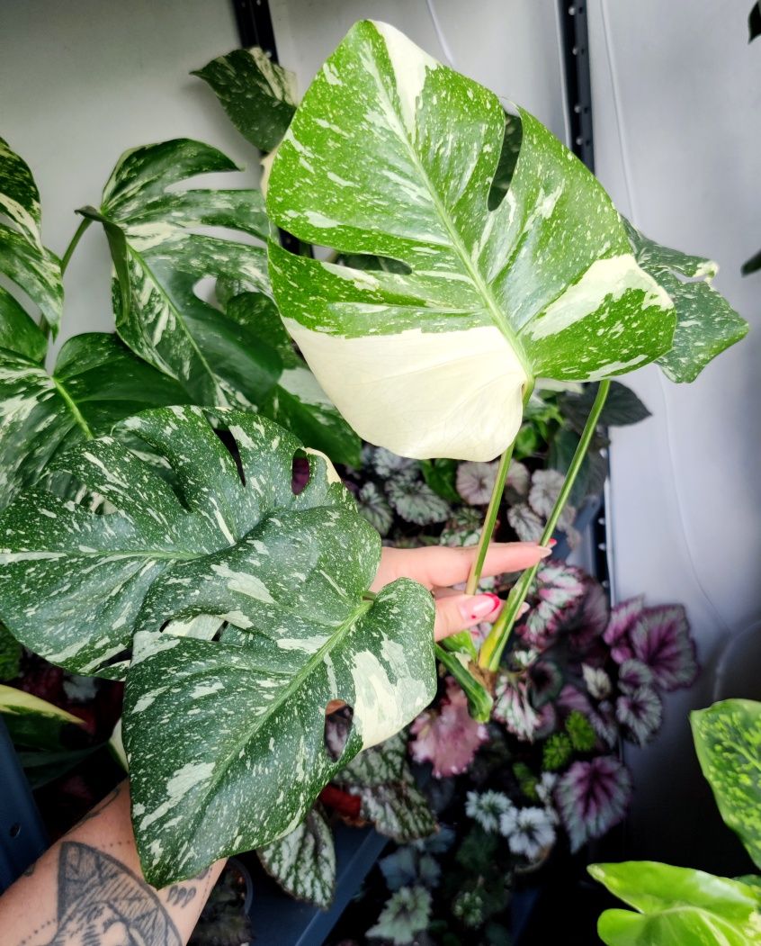 Monstera Тайське сузір'я верхівка та її низ рослини