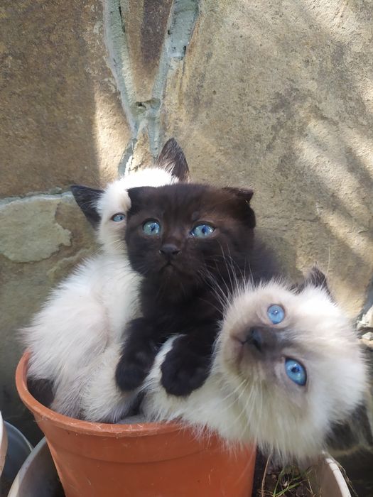 Красивые вислоухие котята
