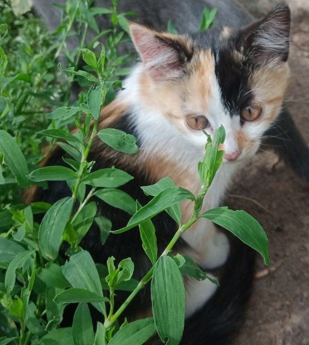 Котята Чернигов, ул.Полуботка