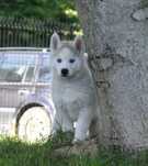 Siberian Husky, miła, spokojna i wesoła suczka, ZKwP / FCI