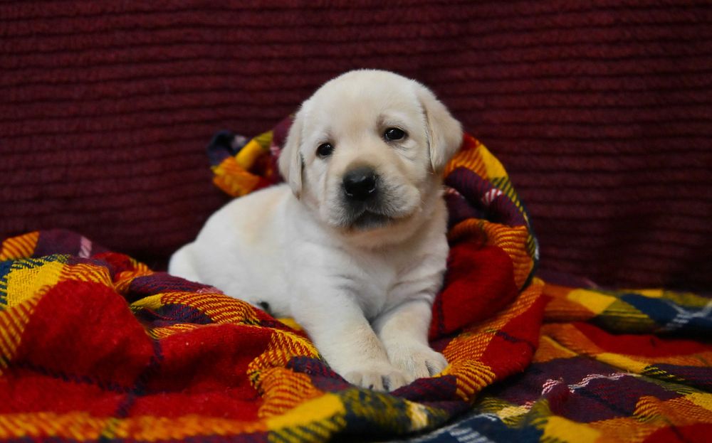 Labrador Retriever  (FCI) -biszkoptowy
