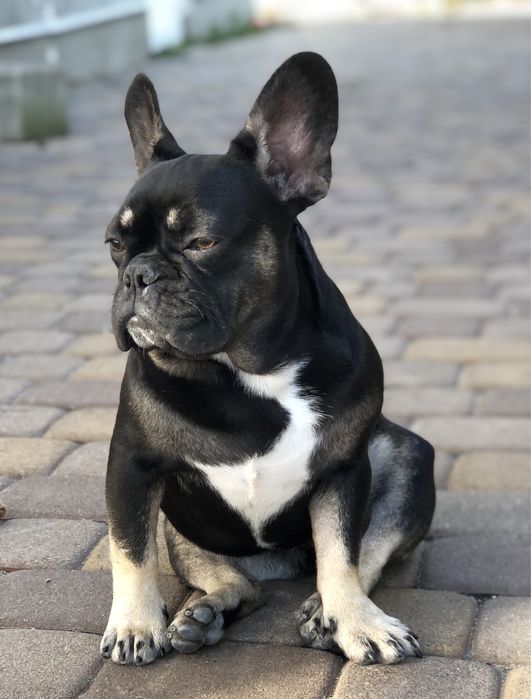 Французський бульдог