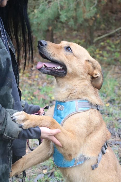 Tokyo wulkan pozytywnej energii szuka najlepszego domu