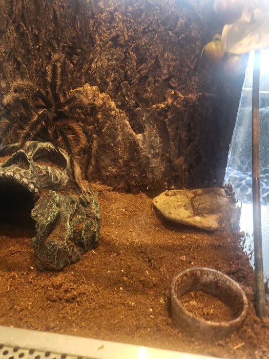 Ptasznik olbrzymi razem z terarium.