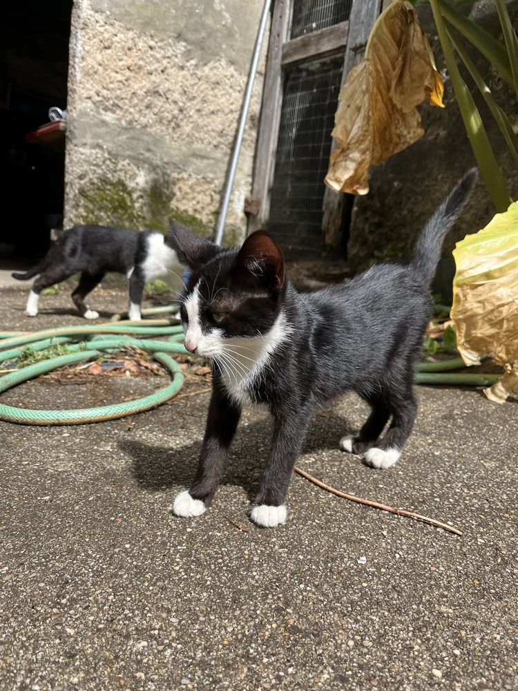 Gatinho macho adoção