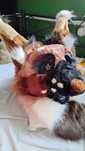 Fursuit furry dinomaska