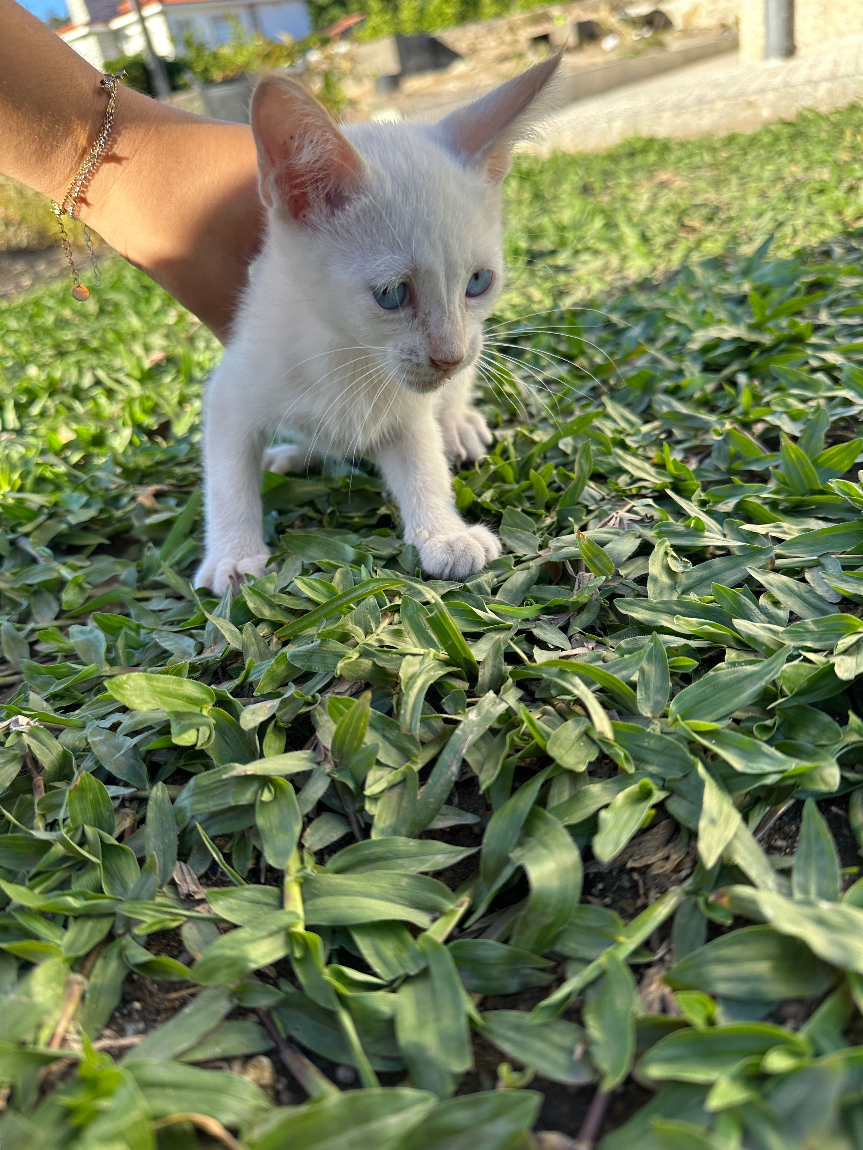 Gatinhos para adoção