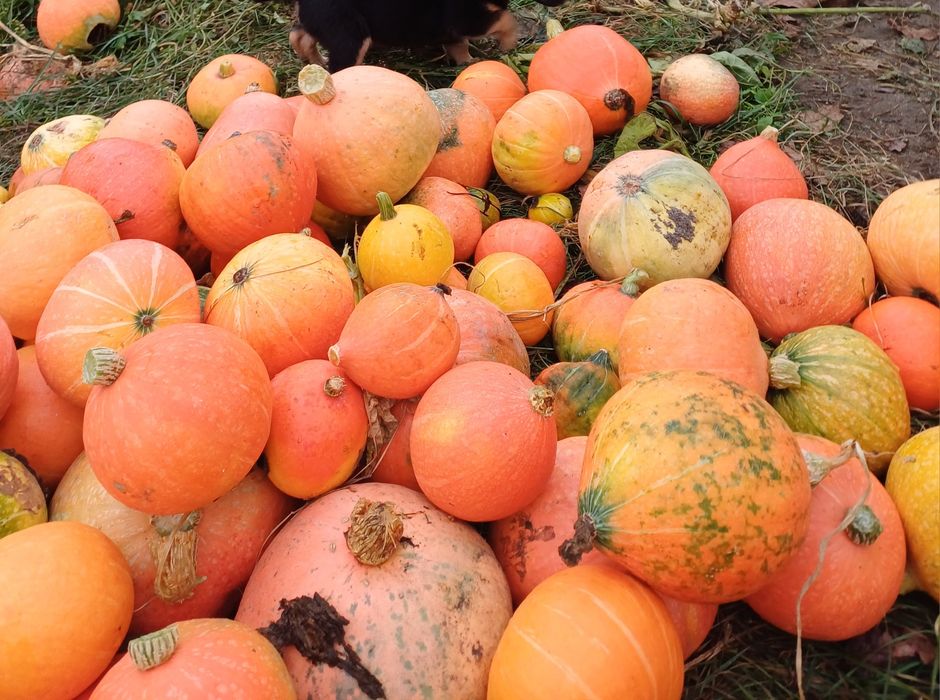 Dynie różne wielkości