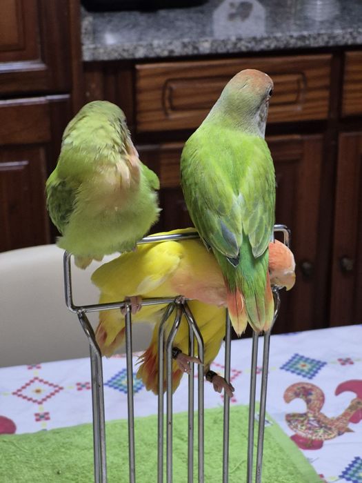 Agapornis rosicolis domesticados