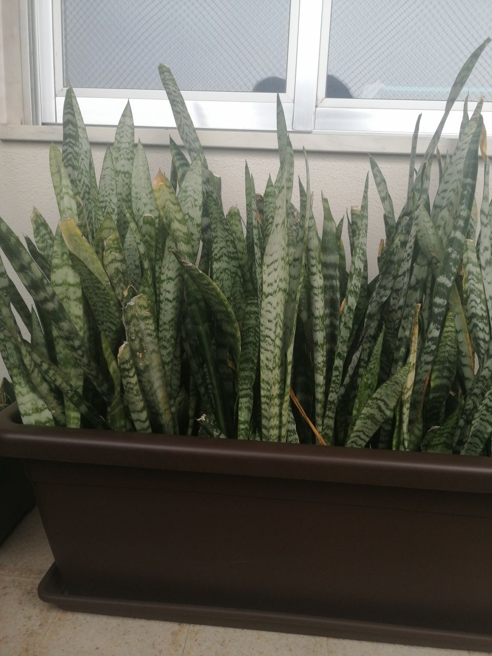 Espada São Jorge- Sansevieria Trifasciata desumidificador natural