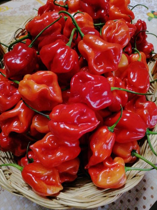 Ají Dulce Venezolano