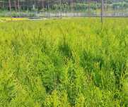 tuja thuja tuja 20 cm smaragd szmaragd