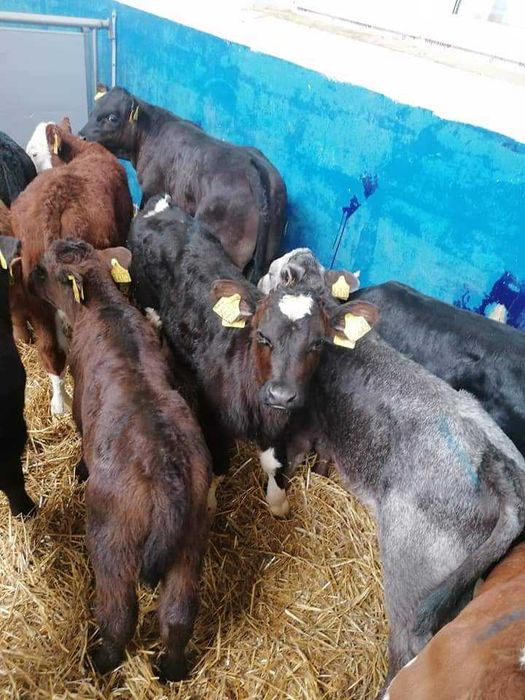 sprzedam cielaki mięsne