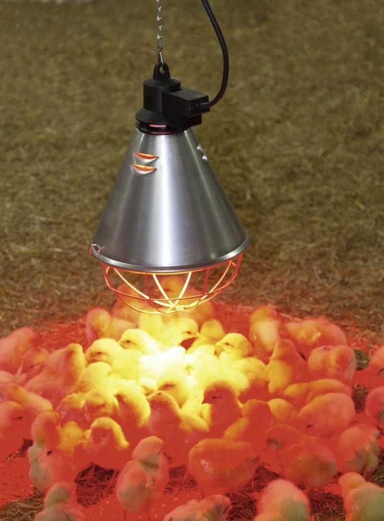 Lampa grzewcza sztuczna kwoka + promiennik CZERWONY 175 W ZESTAW