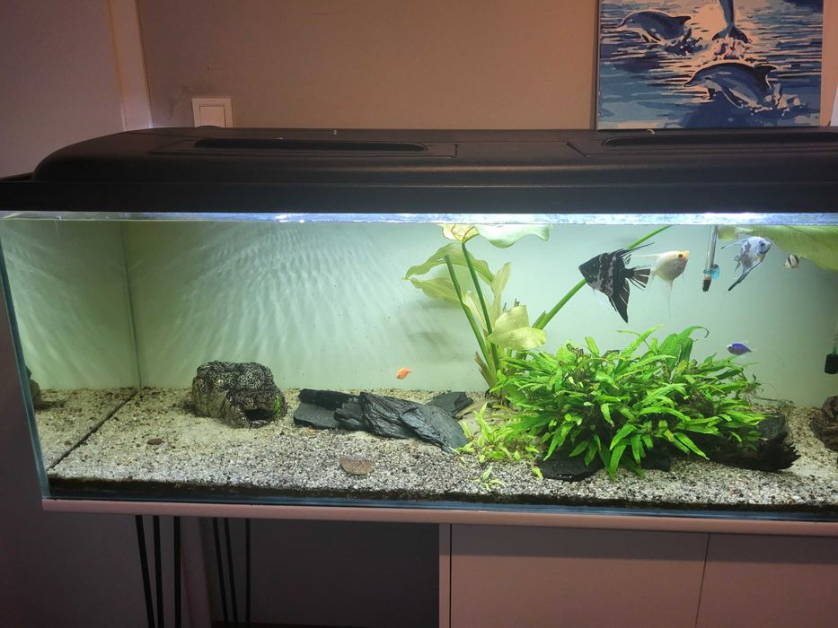 Akwarium 450l z szafką