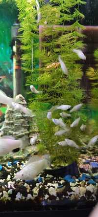 Риба акваріумна: МОЛІНЕЗІЯ