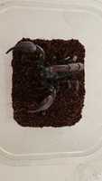 Skorpion Heterometrus silenus ( petersi )  duże osobniki