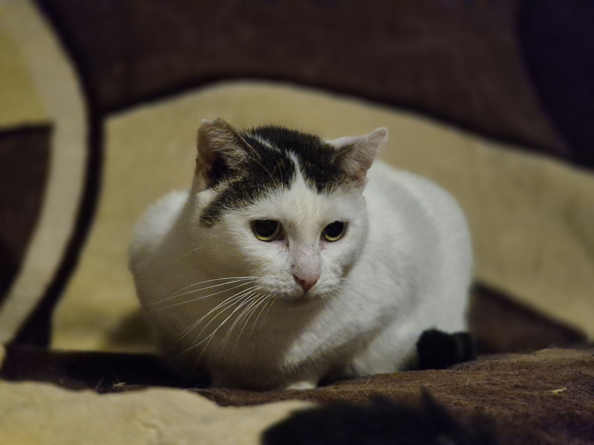 Koteczka Balbinka do pilnej adopcji