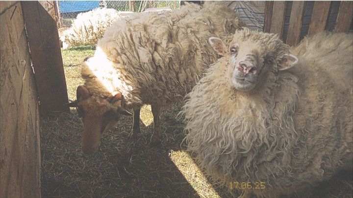 Продаються вівці