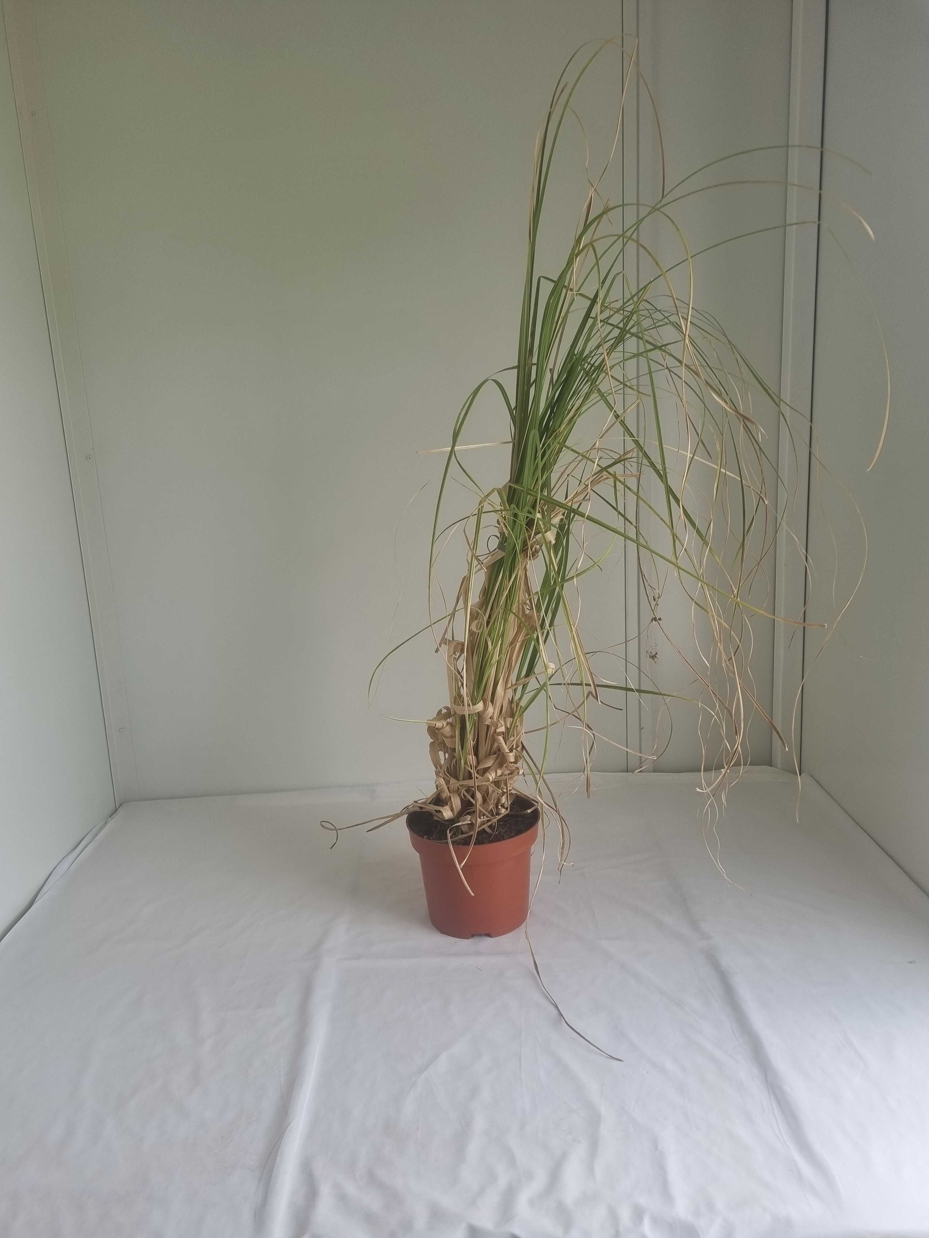 Trawa Pampasowa Różowa – Okazała, Wys. 130 cm, Doniczka 2L