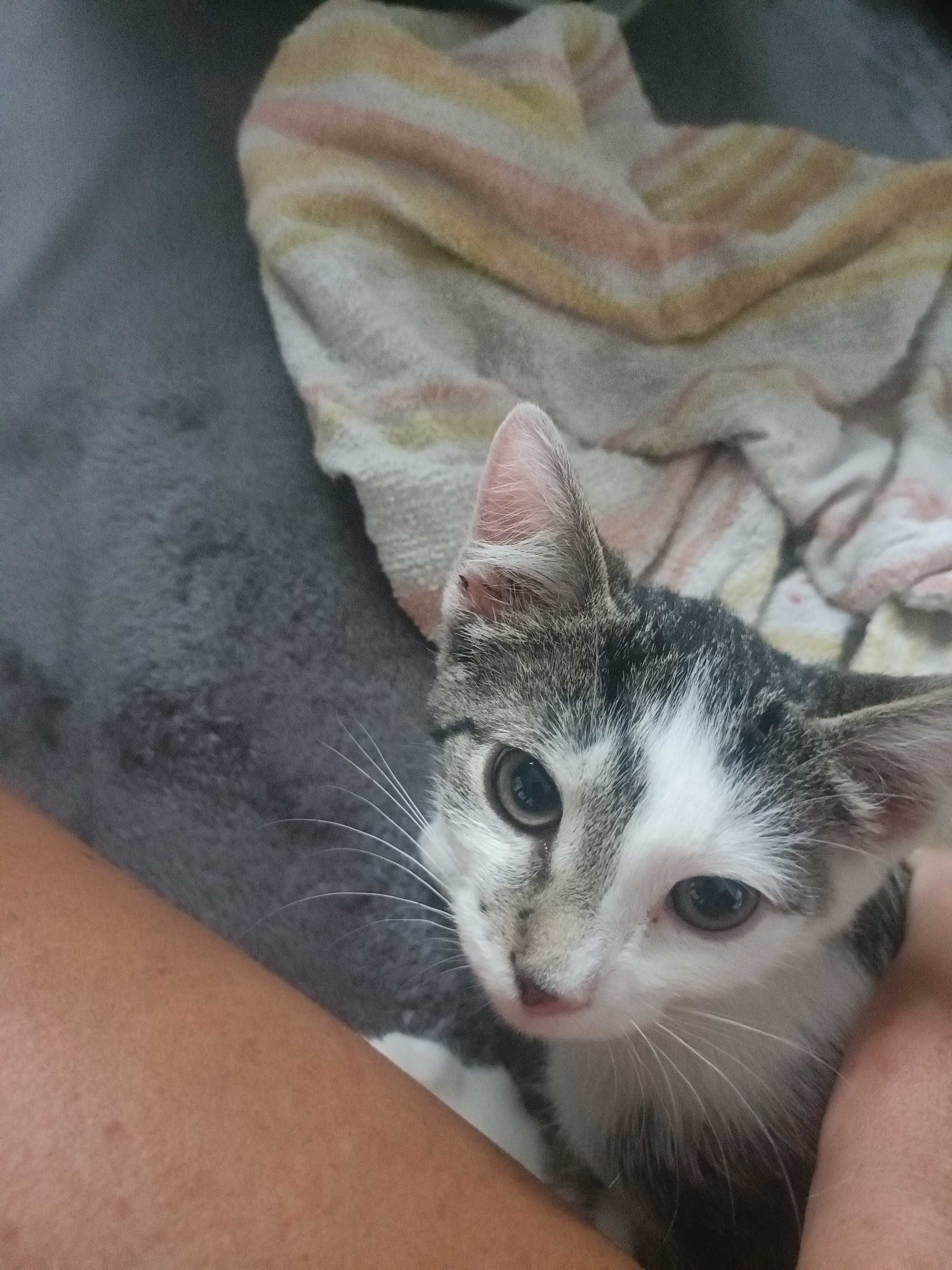 Kotek do adopcji