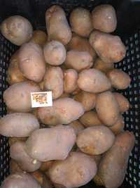 Продам картоплю сорт Біла Росса