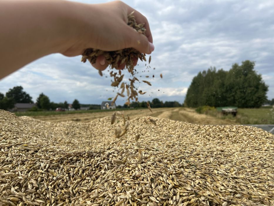 Orkisz zboże ekologiczna uprawa pszenica orkiszowa jara Wirtas
