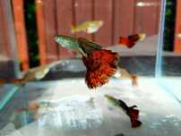 Gupik Red Tail Snake - para