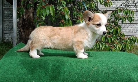Welsh Corgi Pembroke