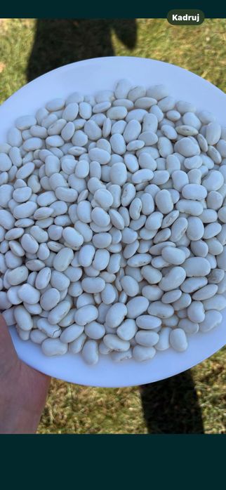 Jaś karłowy 4 kg sucha 2025