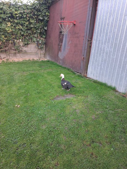 Sprzedam kaczka francuska