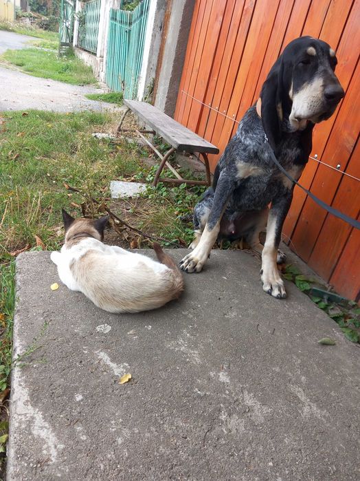 Szczeniak mały gończy gaskoński