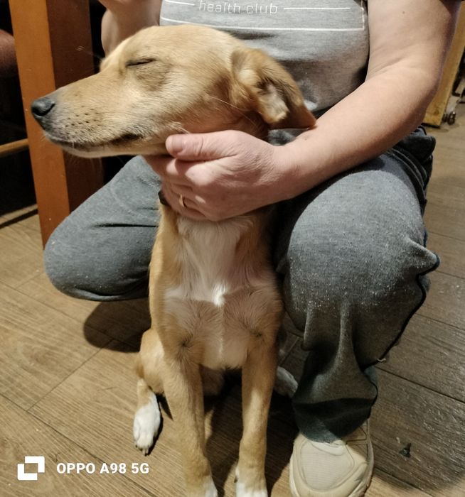 Dou para adoção responsável um menino com  1 ano, tem vacinas em dia