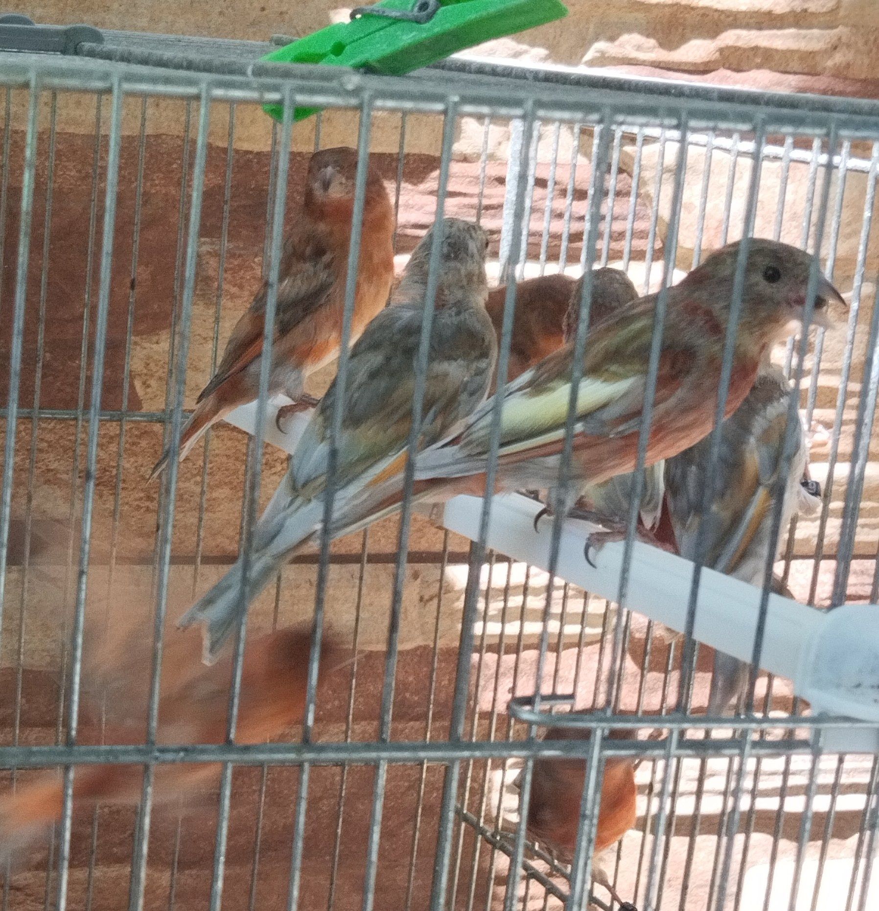 Híbridos/ Mestiços de Cardinalito em jaspe