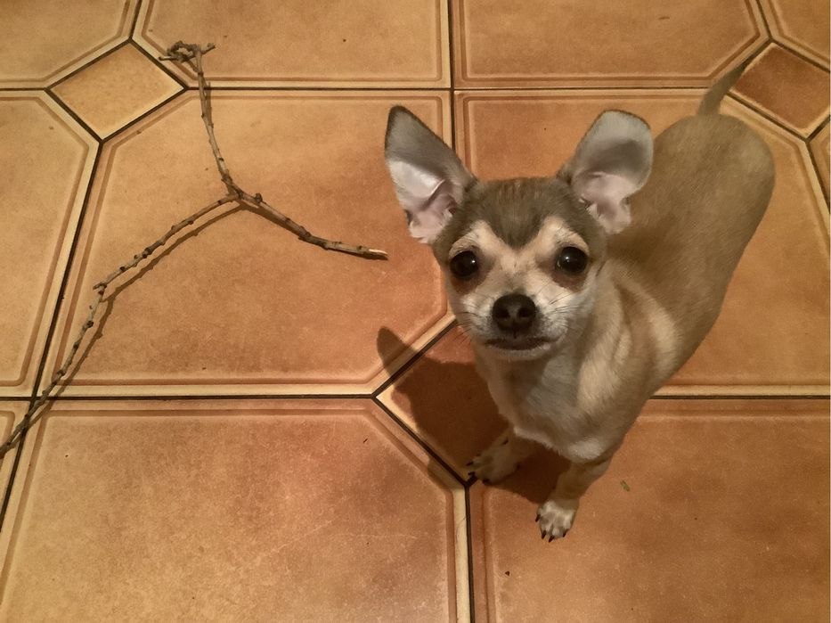 Продажв той терьеров г. Измаил Одесской обл.