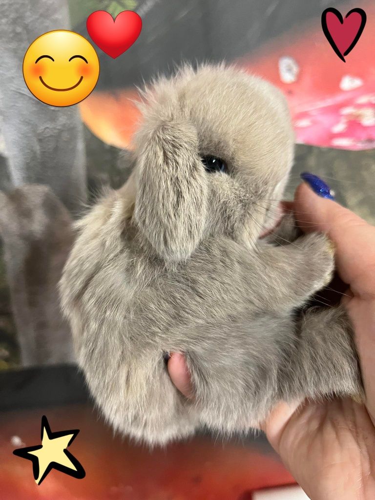 Kroliczki mini lop miniaturka hodowla zarejestrowana