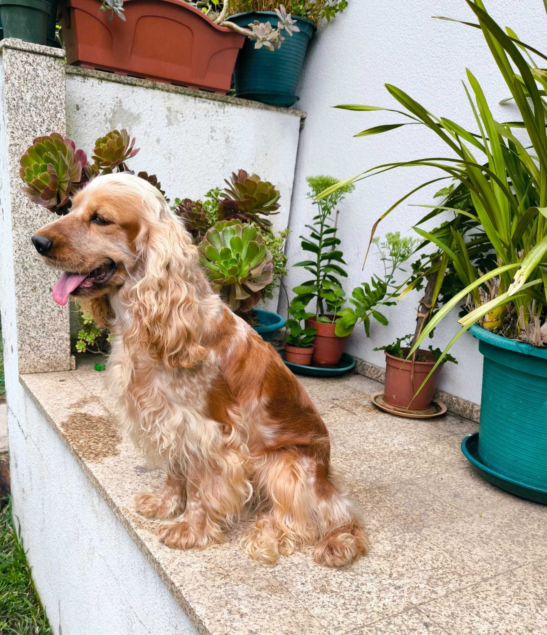 Cocker Spaniel Laranja Ruão
