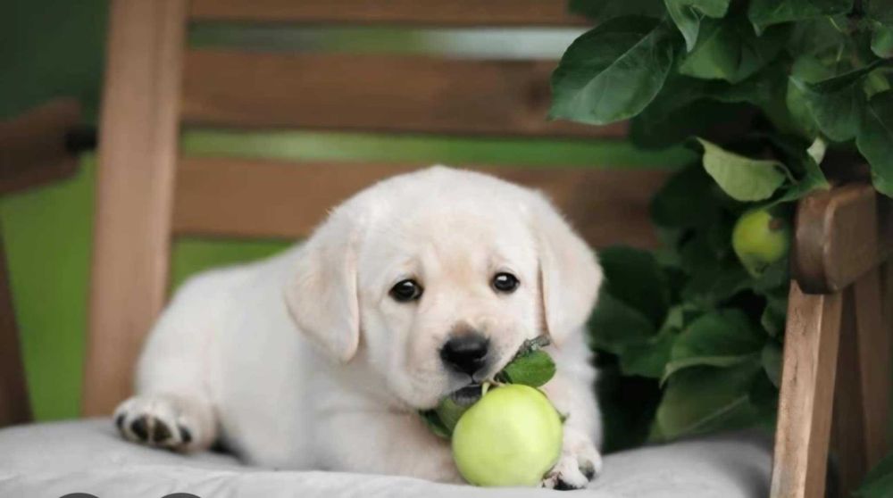 Labrador Retriever "BEJES"