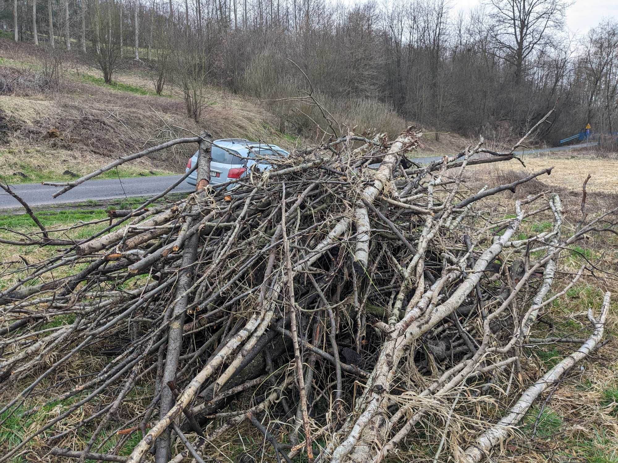 Oddam drewno, gałęzie po wycince za darmo