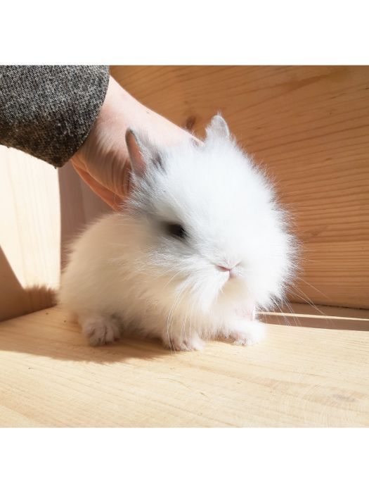 Карликовые мини кролики декорат. торчеухие и вислоухие и клетки