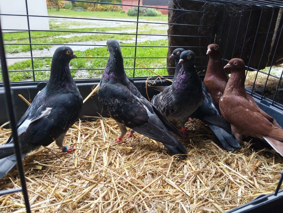 Gołębie ozdobne tiplery