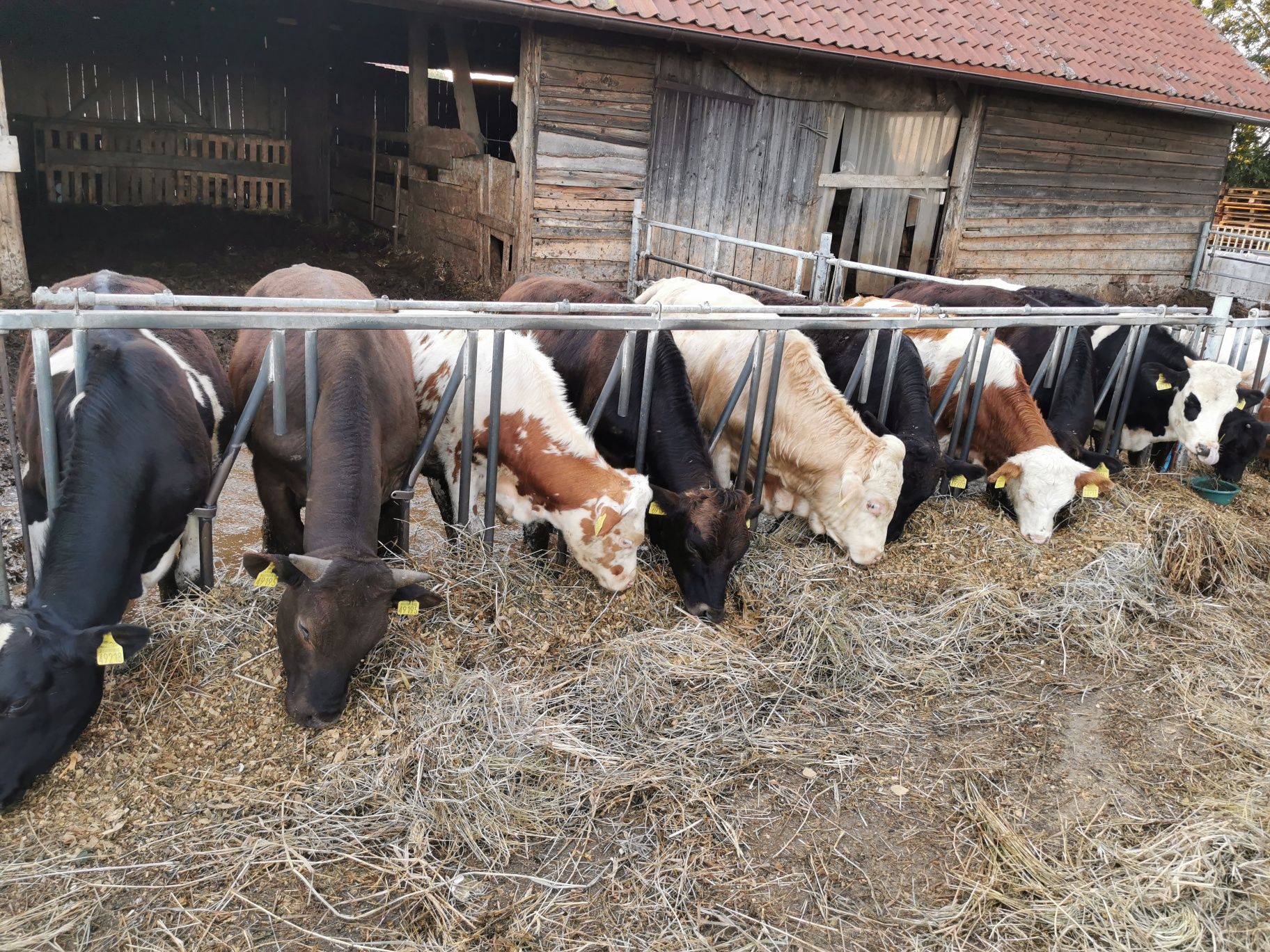Sprzedam byki byk odsadki