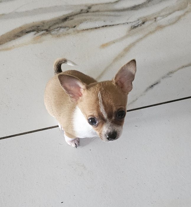Chihuahua krótkowłosy Piesek