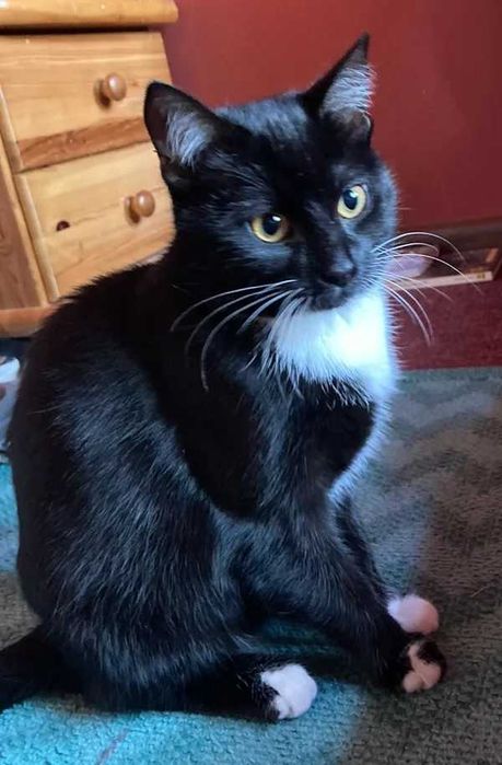 Zaginęła kotka - Hajnówka, Międzytory